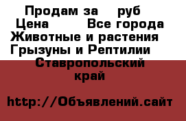 Продам за 50 руб. › Цена ­ 50 - Все города Животные и растения » Грызуны и Рептилии   . Ставропольский край